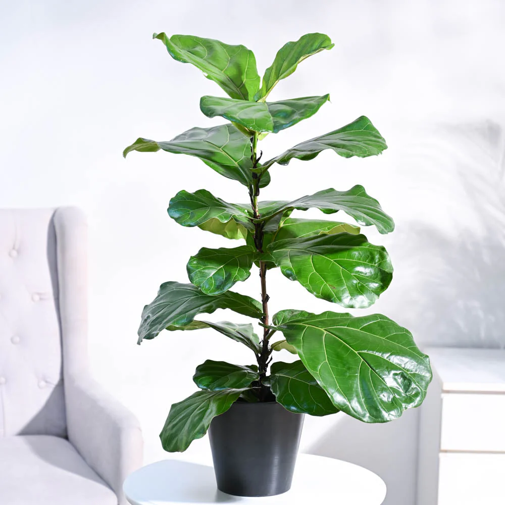 Fiddle Leaf Fig Plant - Image 38