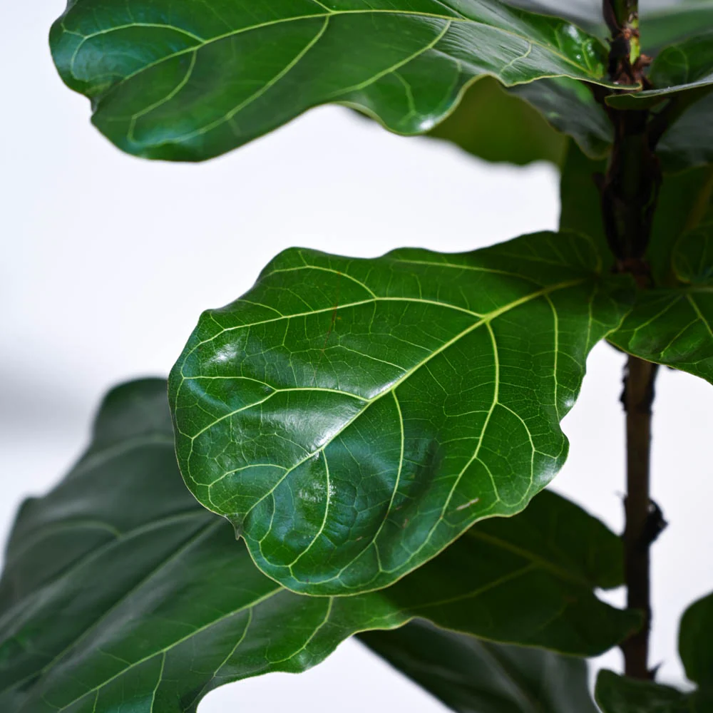 Fiddle Leaf Fig Plant - Image 4