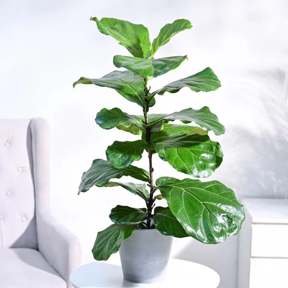 Fiddle Leaf Fig Plant - Image 43