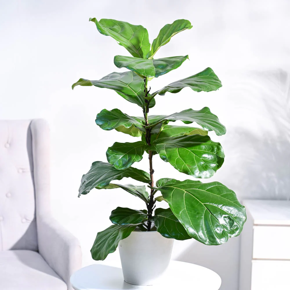 Fiddle Leaf Fig Plant - Image 46