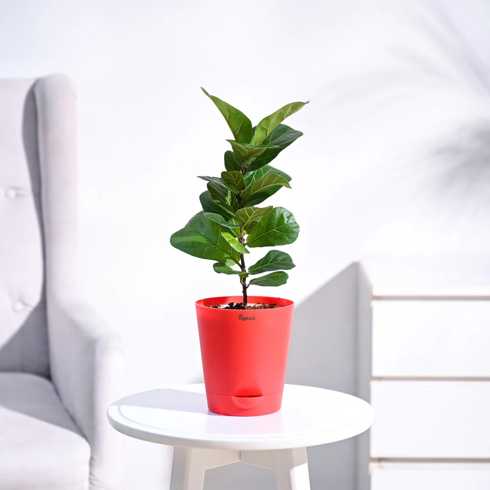 Fiddle Leaf Fig Plant - Bambino - Image 16