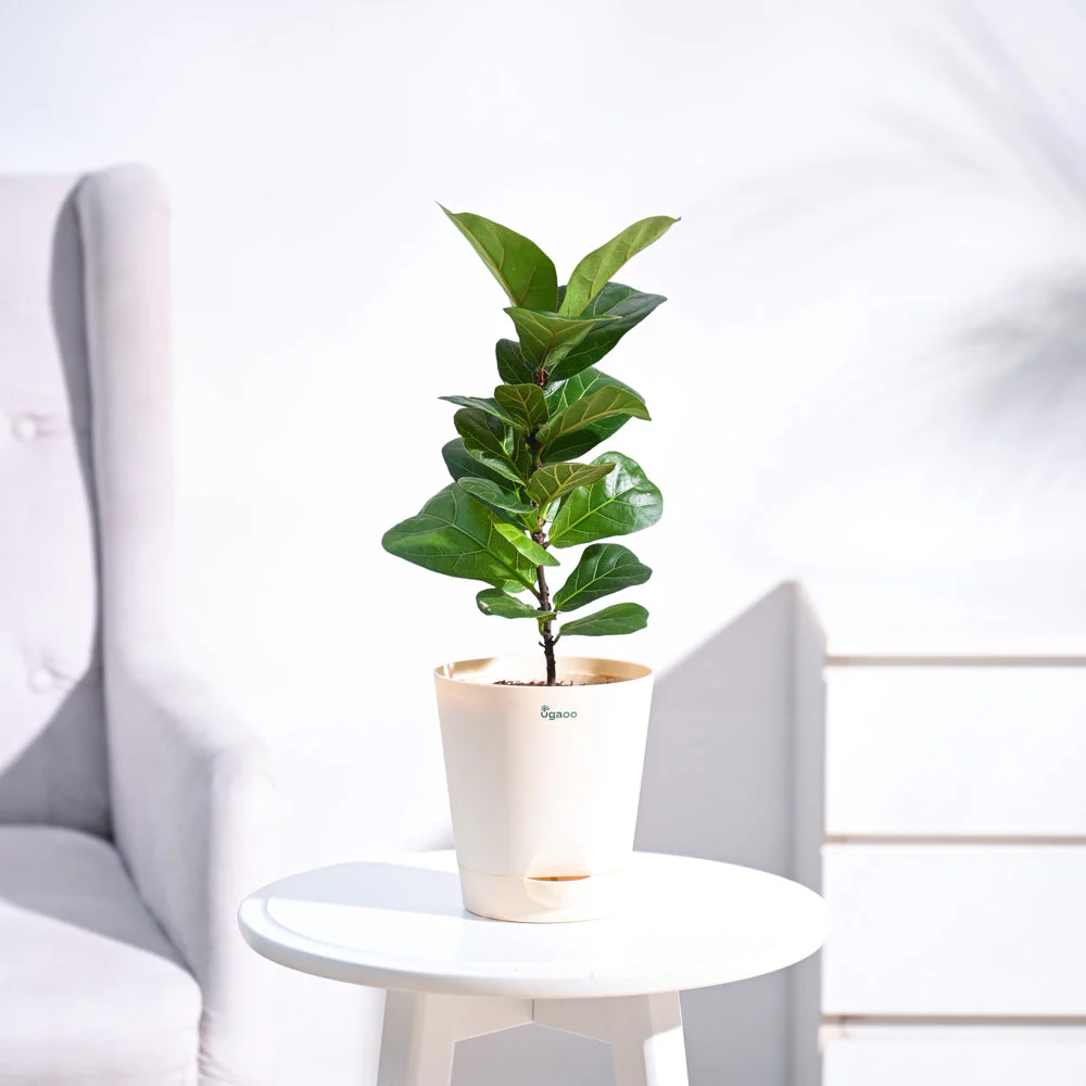Fiddle Leaf Fig Plant - Bambino - Image 18