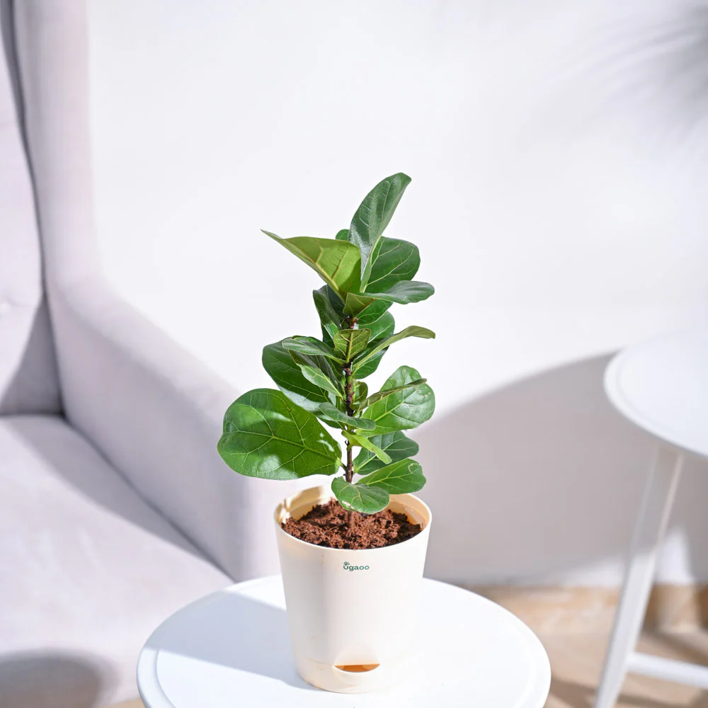 Fiddle Leaf Fig Plant - Bambino - Image 20
