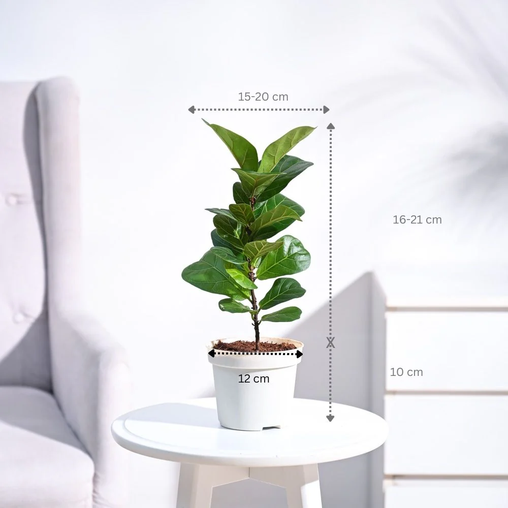 Fiddle Leaf Fig Plant - Bambino - Image 23