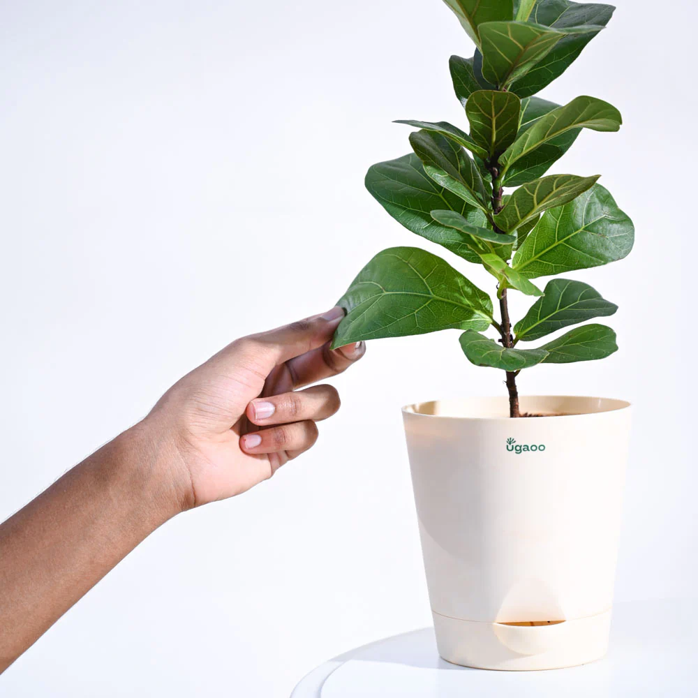 Fiddle Leaf Fig Plant - Bambino - Image 35
