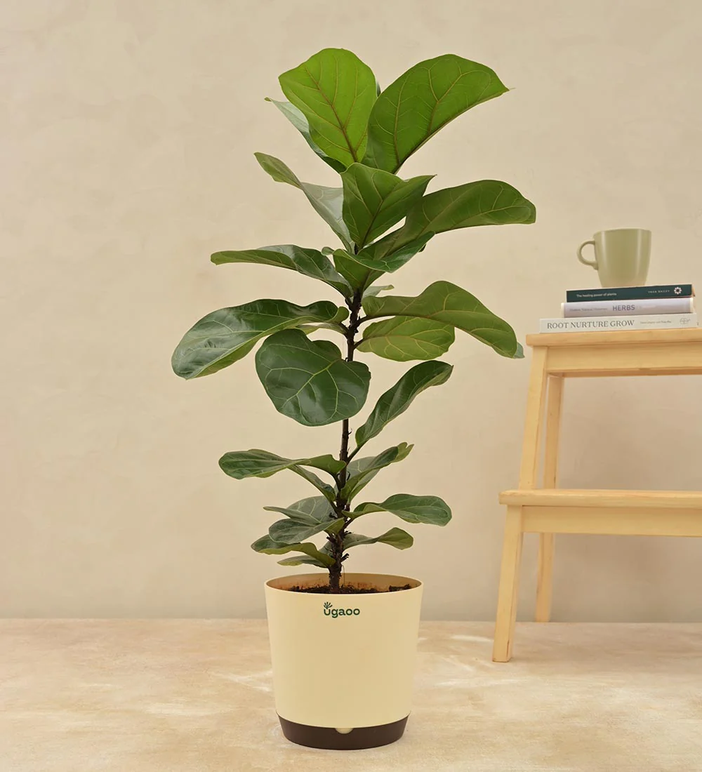 Fiddle Leaf Fig Plant - Bambino - Image 4