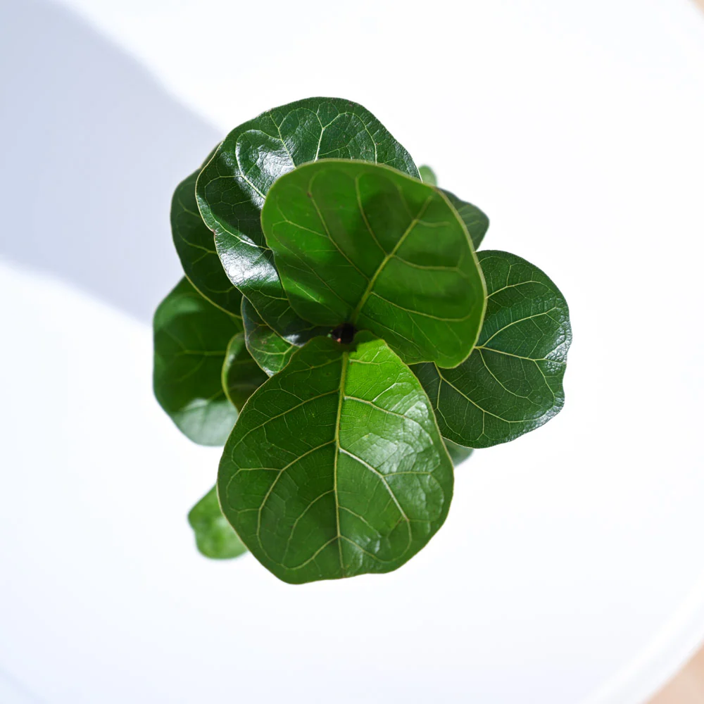 Fiddle Leaf Fig Plant - Bambino - Image 43