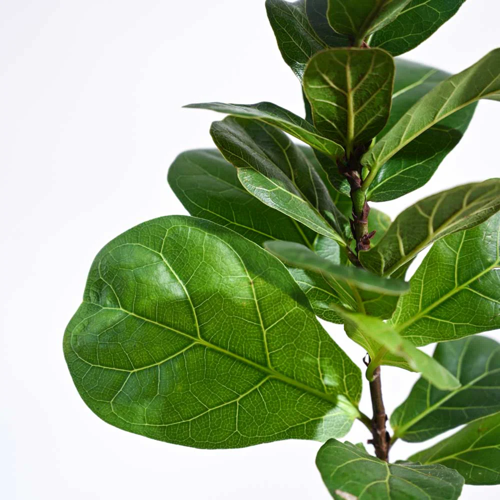 Fiddle Leaf Fig Plant - Bambino - Image 57