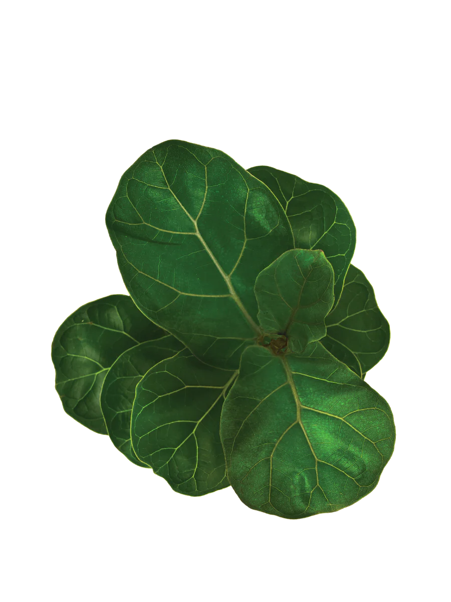 Fiddle Leaf Fig Plant - Bambino - Image 9