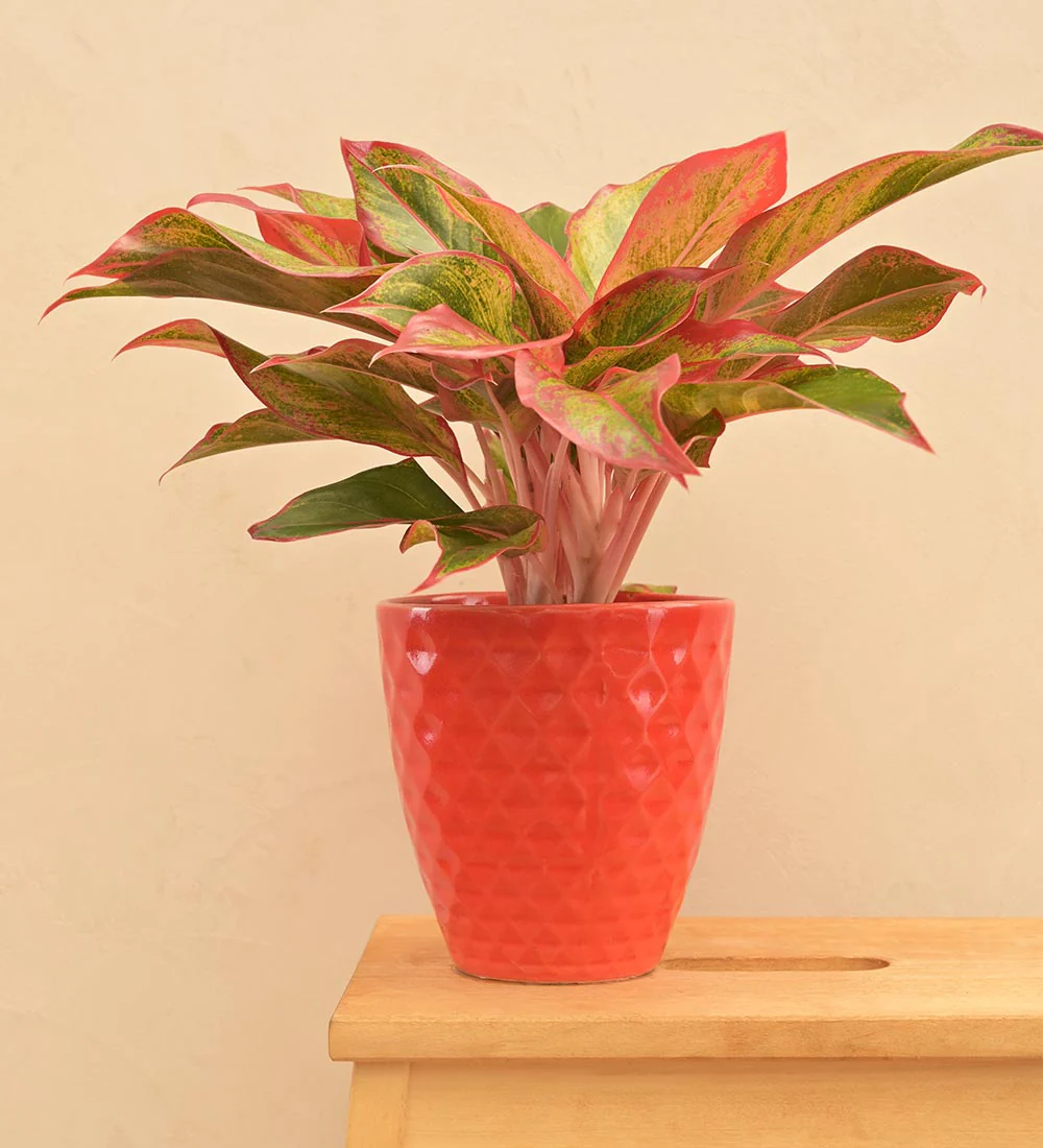 Firecracker Ceramic Planter - Image 13