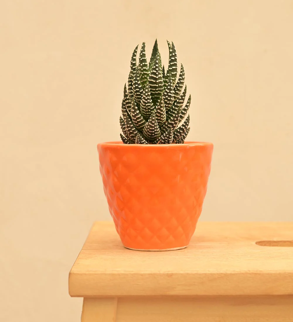Firecracker Ceramic Planter - Image 17