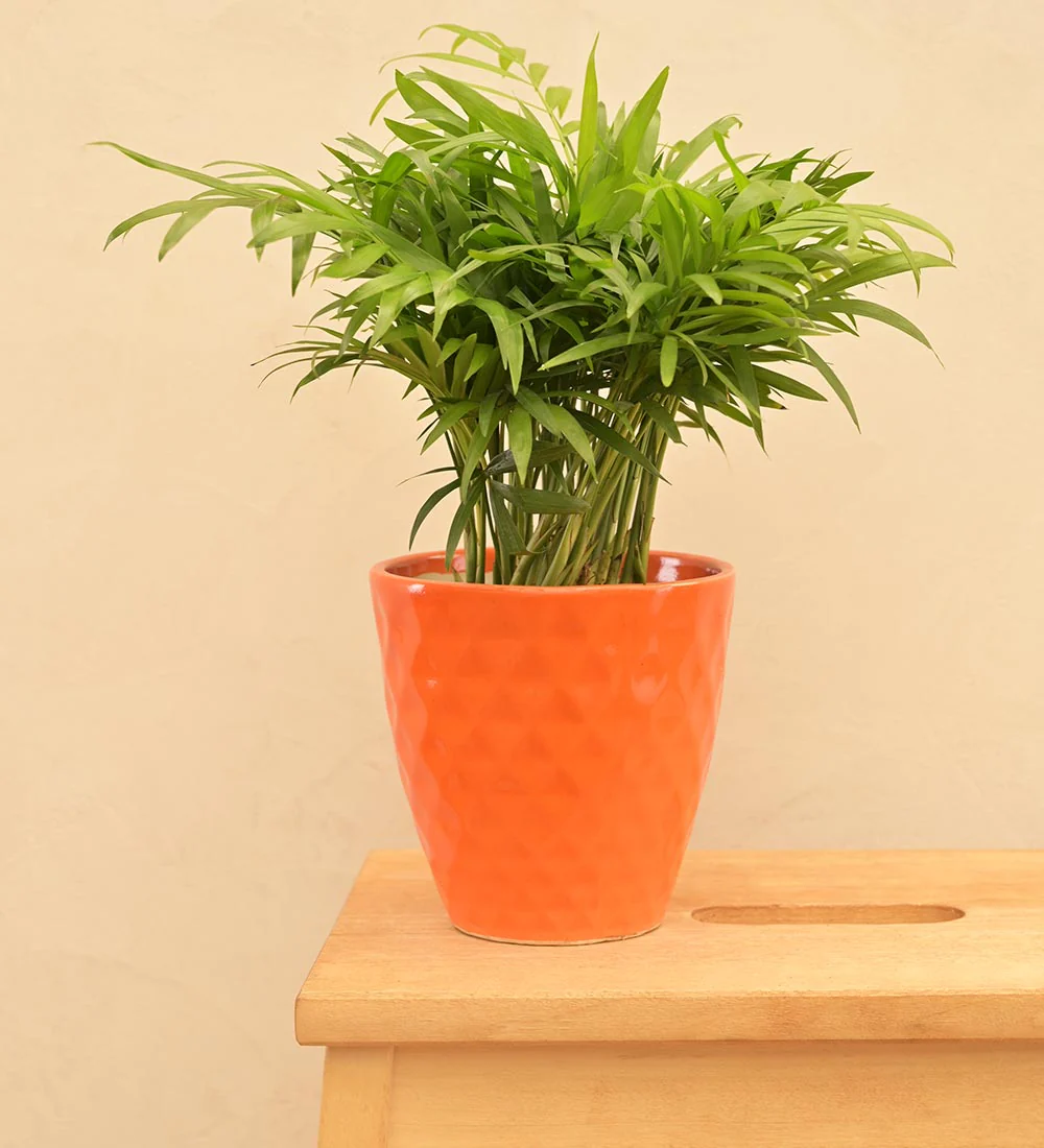 Firecracker Ceramic Planter - Image 25