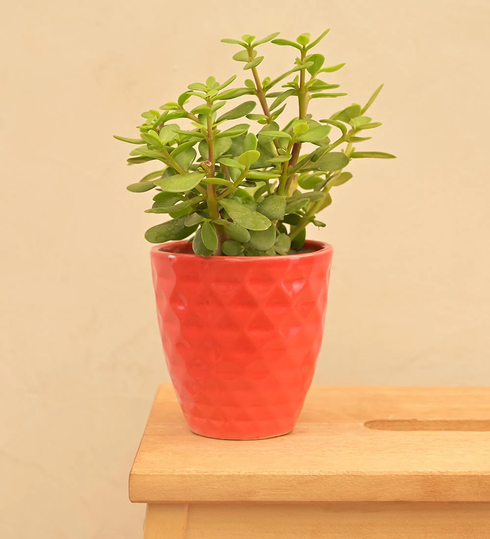 Firecracker Ceramic Planter - Image 5