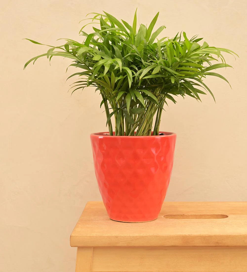 Firecracker Ceramic Planter - Image 9