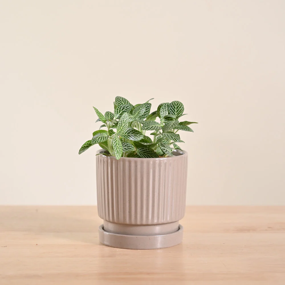 Fittonia Green Plant (Nerve Plant) - Image 102