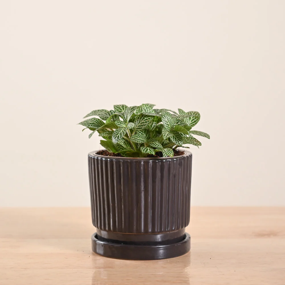 Fittonia Green Plant (Nerve Plant) - Image 104