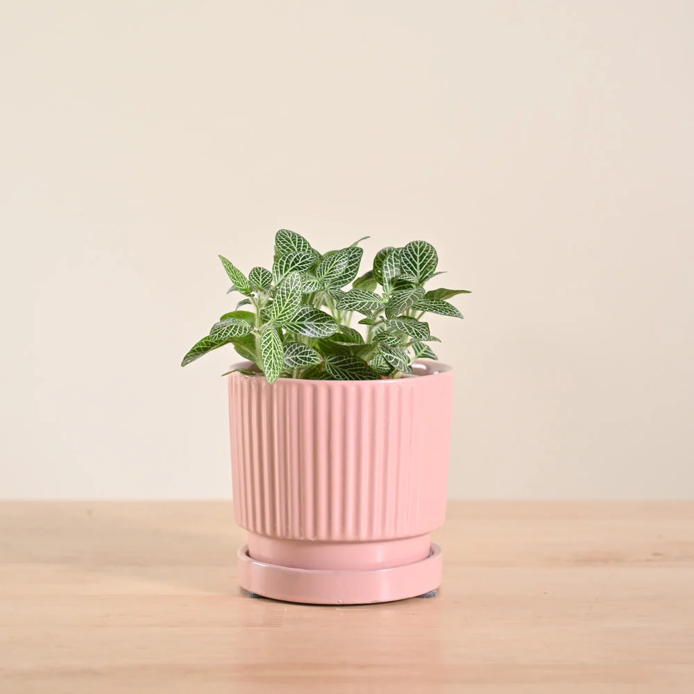 Fittonia Green Plant (Nerve Plant) - Image 108