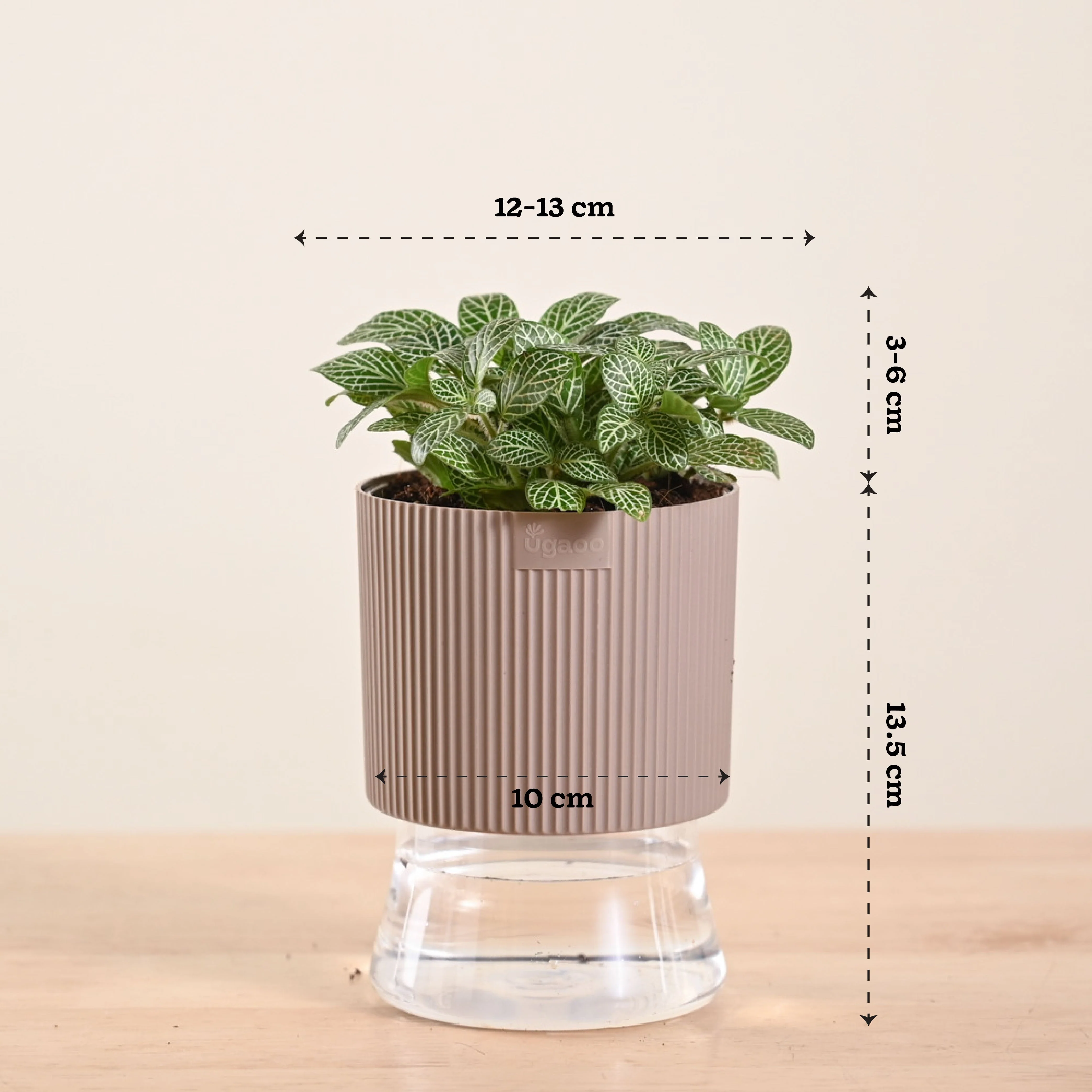 Fittonia Green Plant (Nerve Plant) - Image 113
