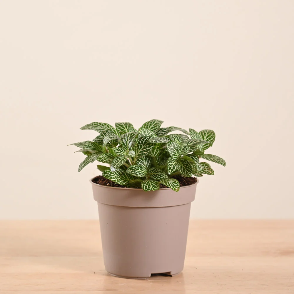 Fittonia Green Plant (Nerve Plant) - Image 118
