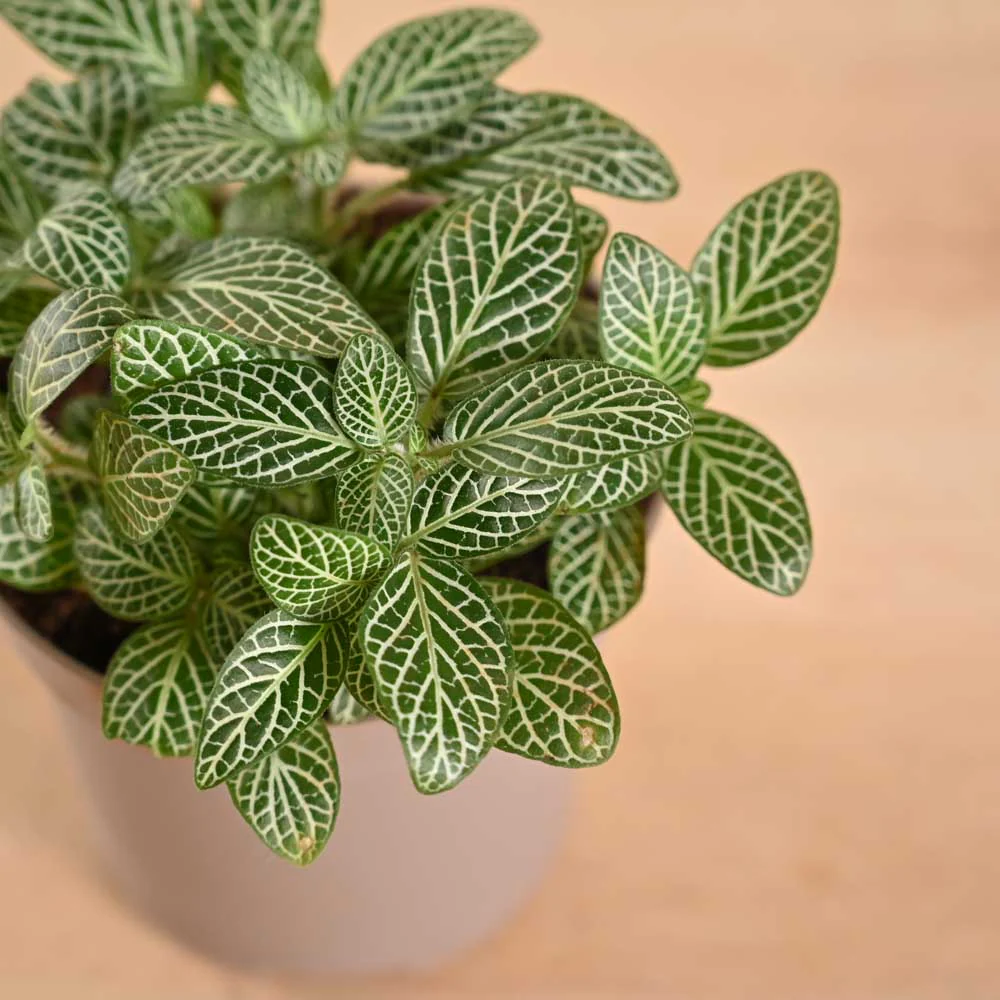 Fittonia Green Plant (Nerve Plant) - Image 119