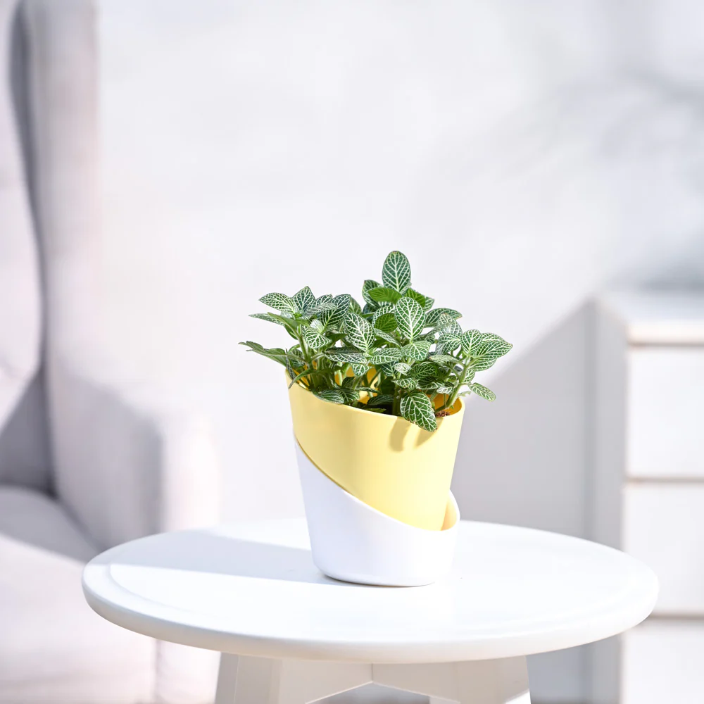 Fittonia Green Plant (Nerve Plant) - Image 13