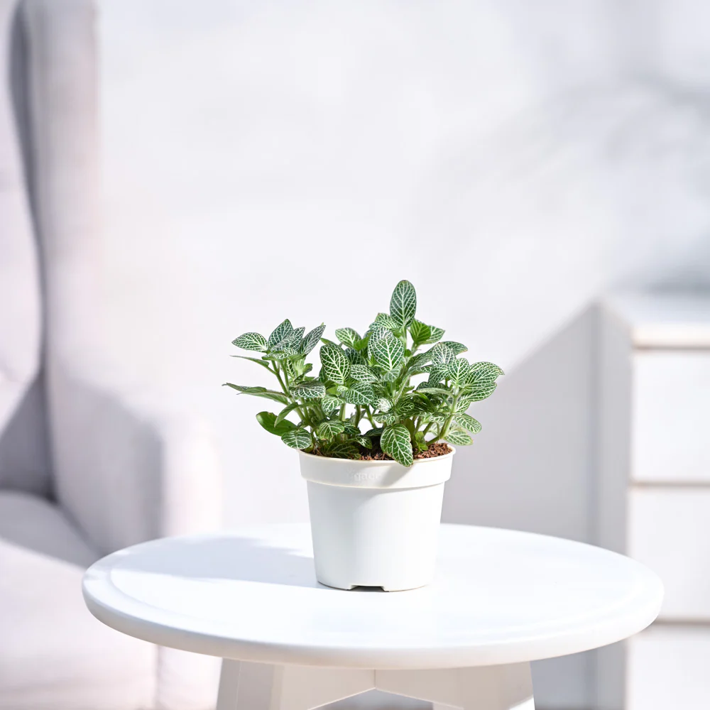 Fittonia Green Plant (Nerve Plant) - Image 21