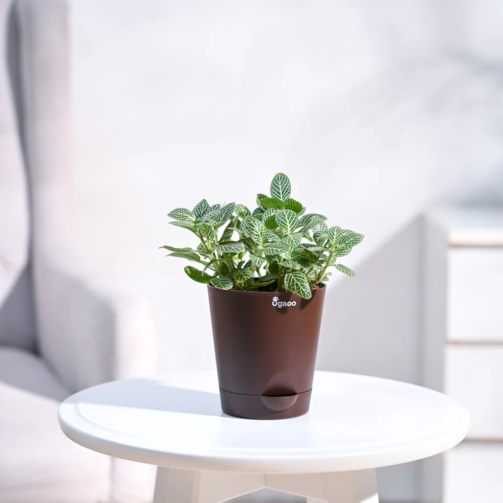 Fittonia Green Plant (Nerve Plant) - Image 25