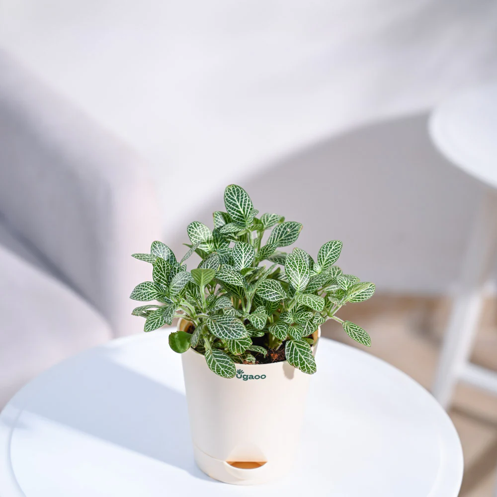 Fittonia Green Plant (Nerve Plant) - Image 27