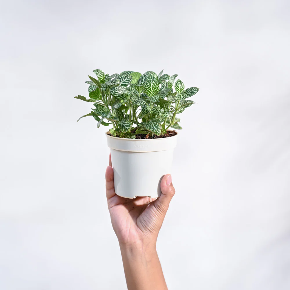Fittonia Green Plant (Nerve Plant) - Image 32