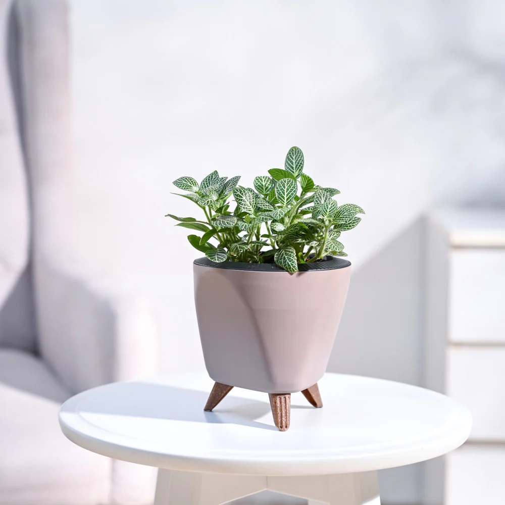 Fittonia Green Plant (Nerve Plant) - Image 52