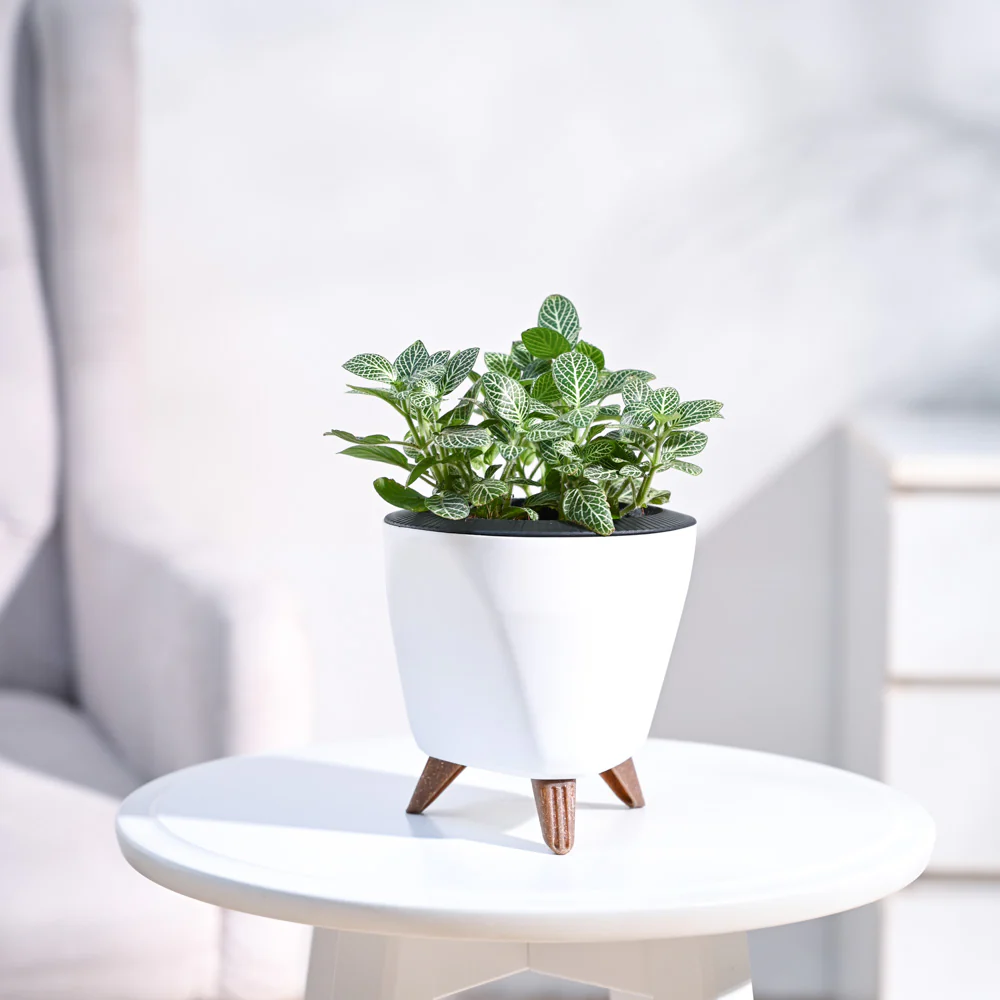 Fittonia Green Plant (Nerve Plant) - Image 56