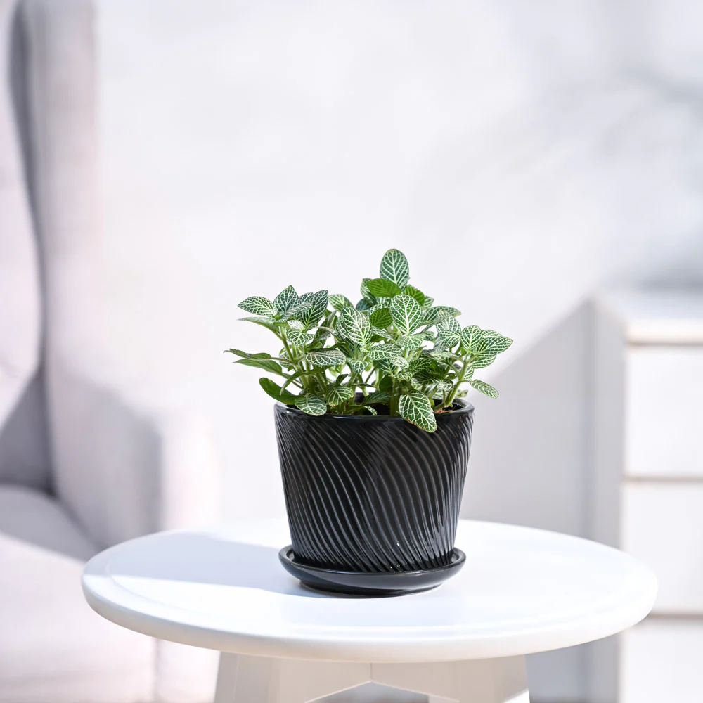 Fittonia Green Plant (Nerve Plant) - Image 60