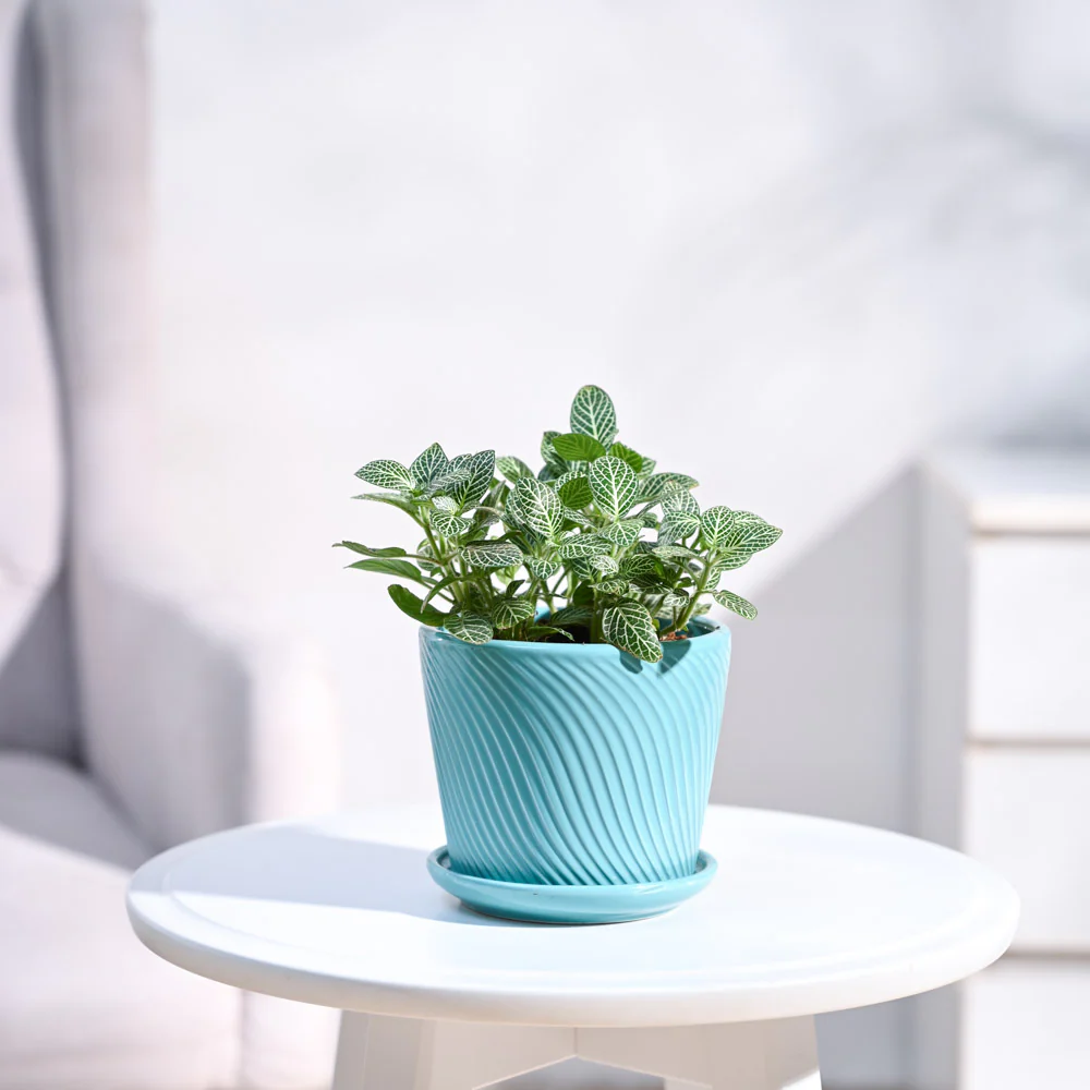 Fittonia Green Plant (Nerve Plant) - Image 72