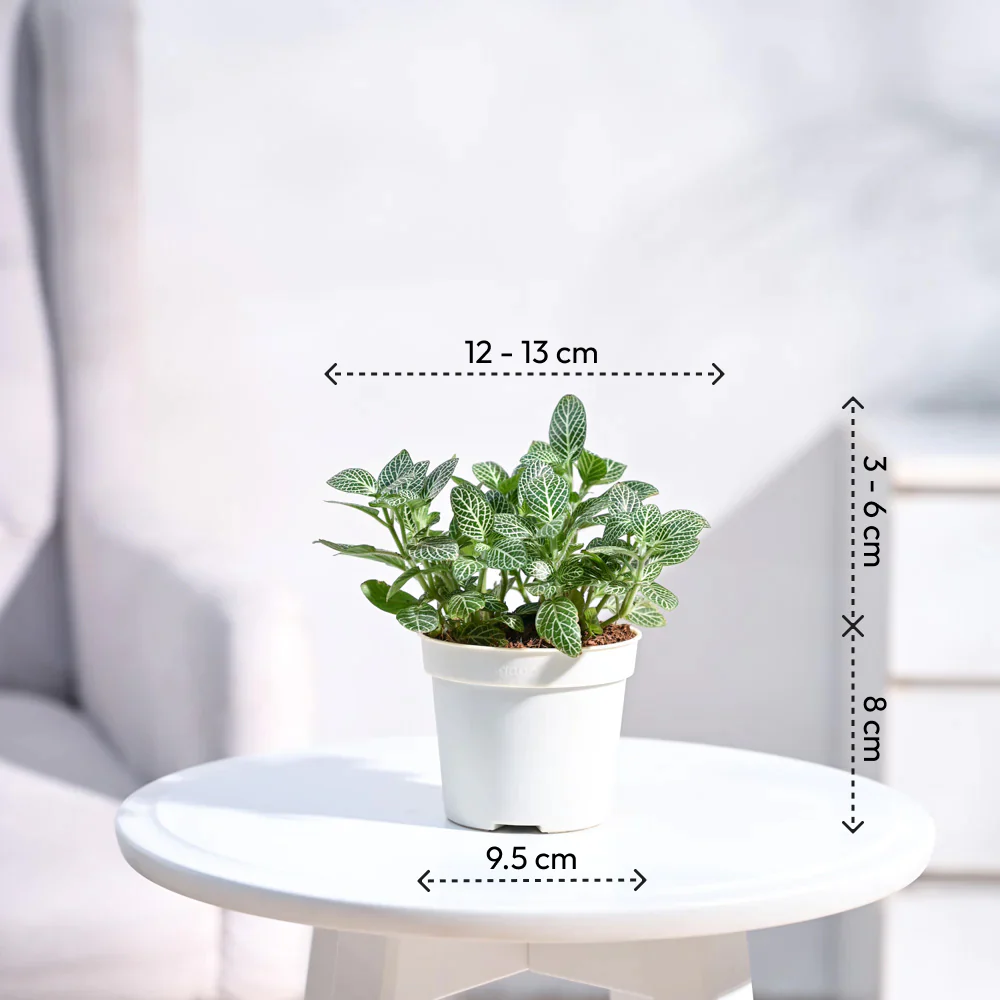 Fittonia Green Plant (Nerve Plant) - Image 85