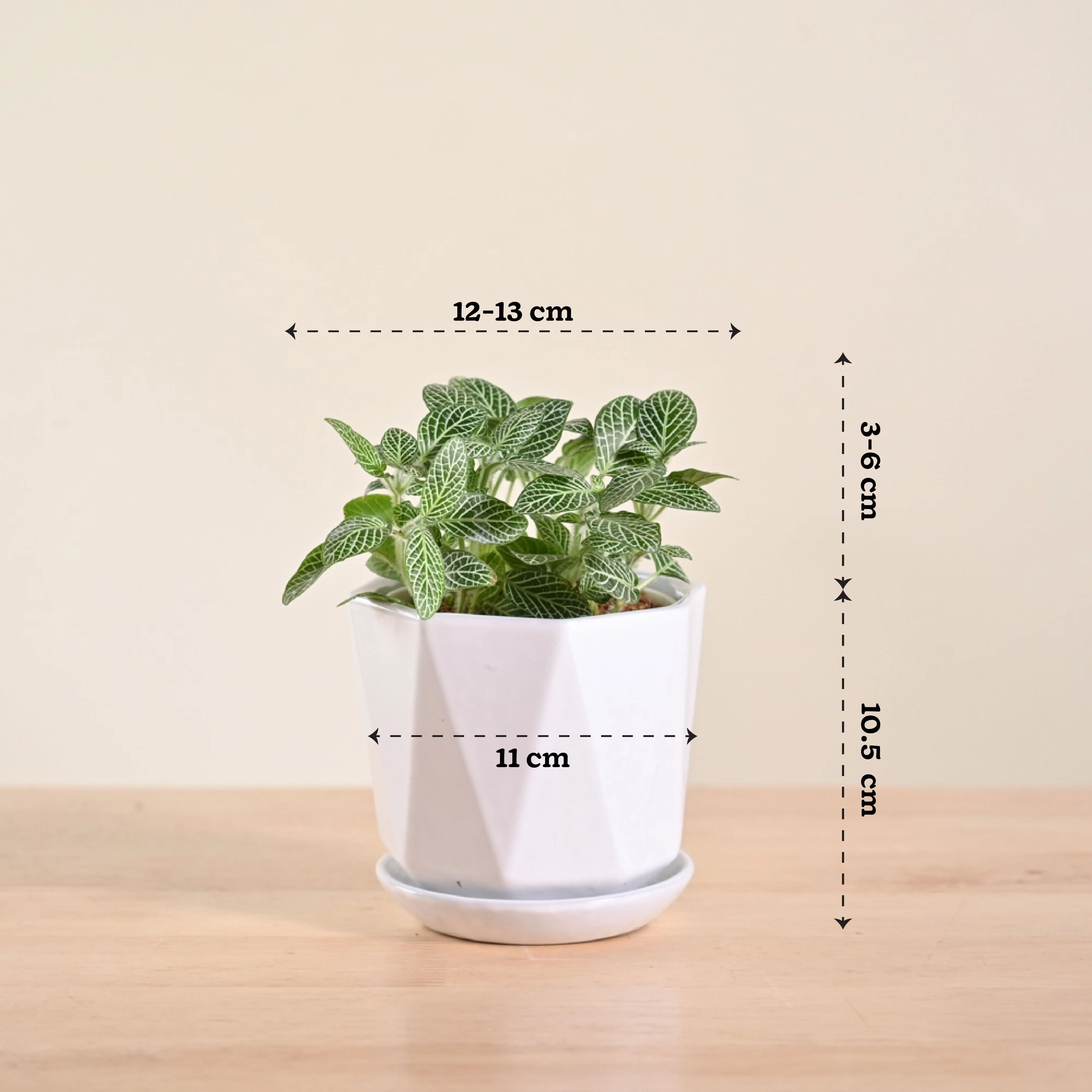 Fittonia Green Plant (Nerve Plant) - Image 87