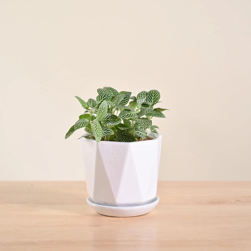 Fittonia Green Plant (Nerve Plant) - Image 92