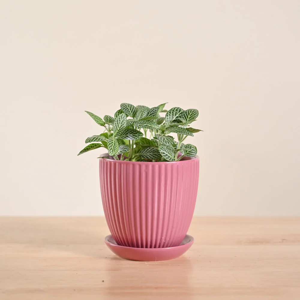 Fittonia Green Plant (Nerve Plant) - Image 96