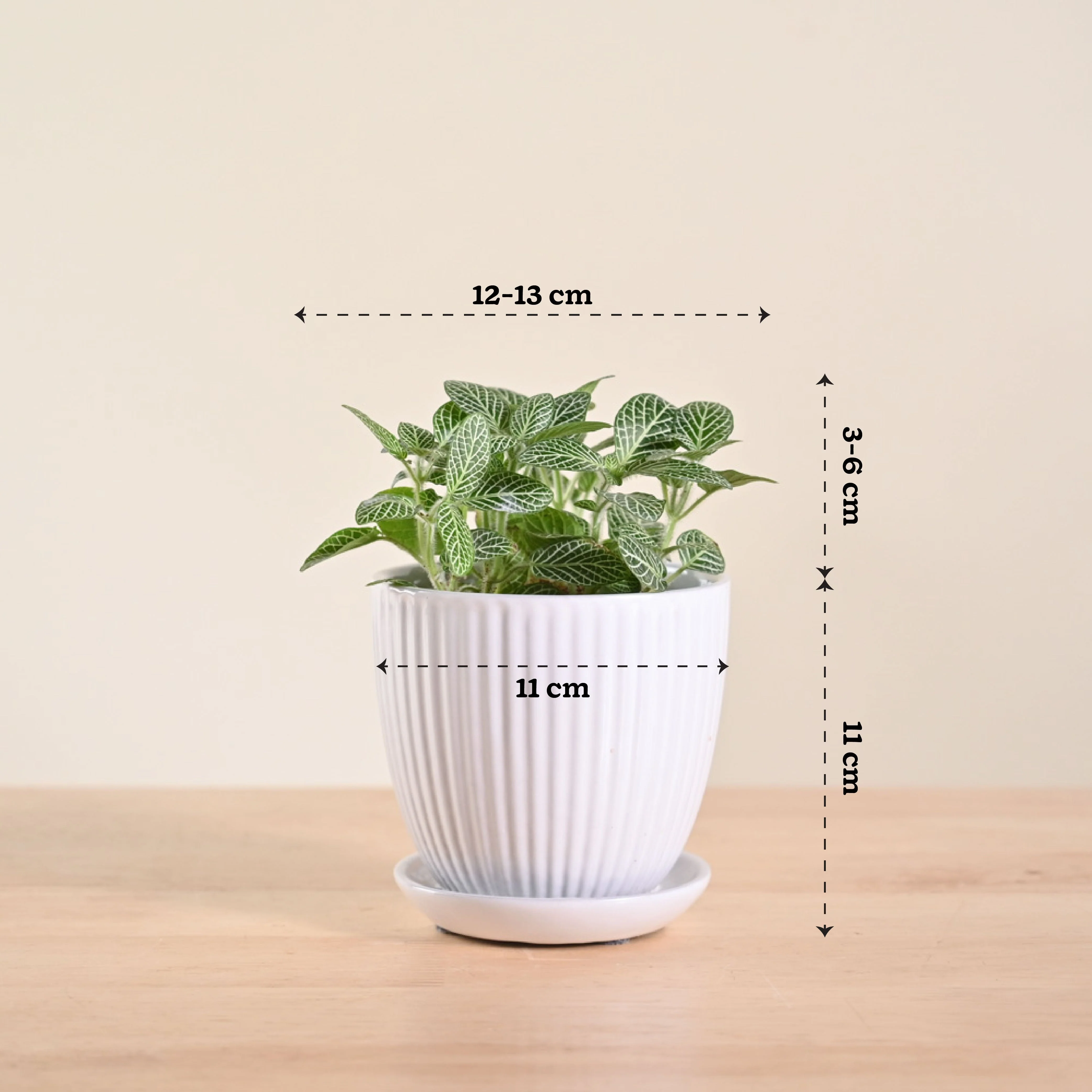 Fittonia Green Plant (Nerve Plant) - Image 99