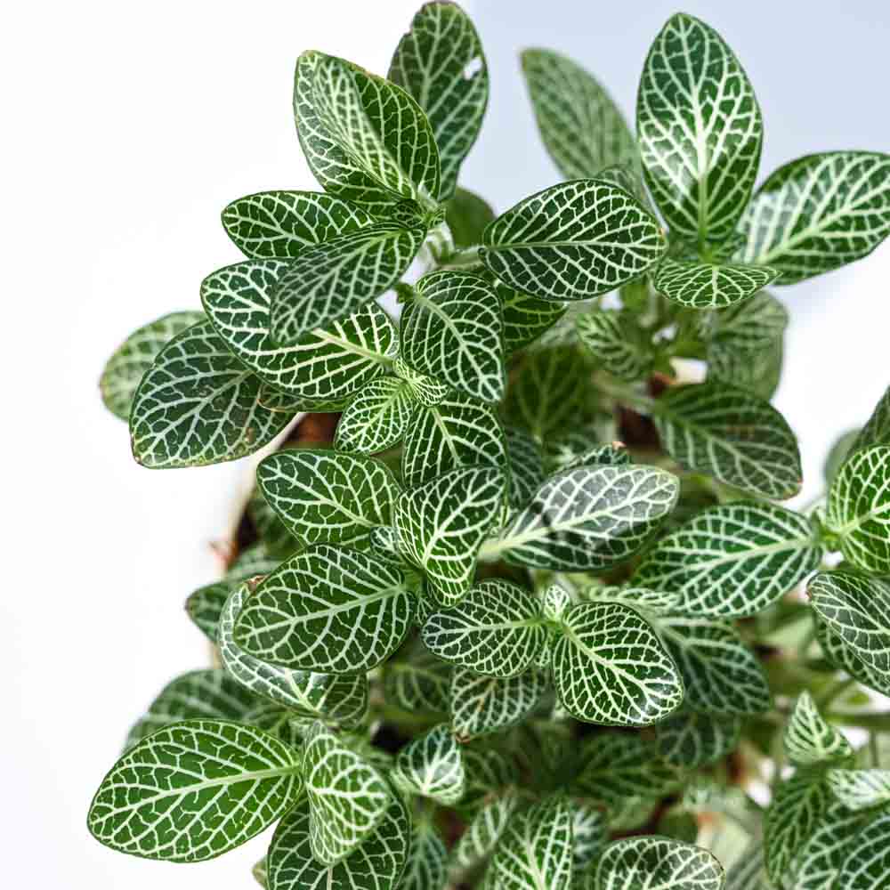 Fittonia Green Plant (Nerve Plant) For Environment Day Gifting - Image 6