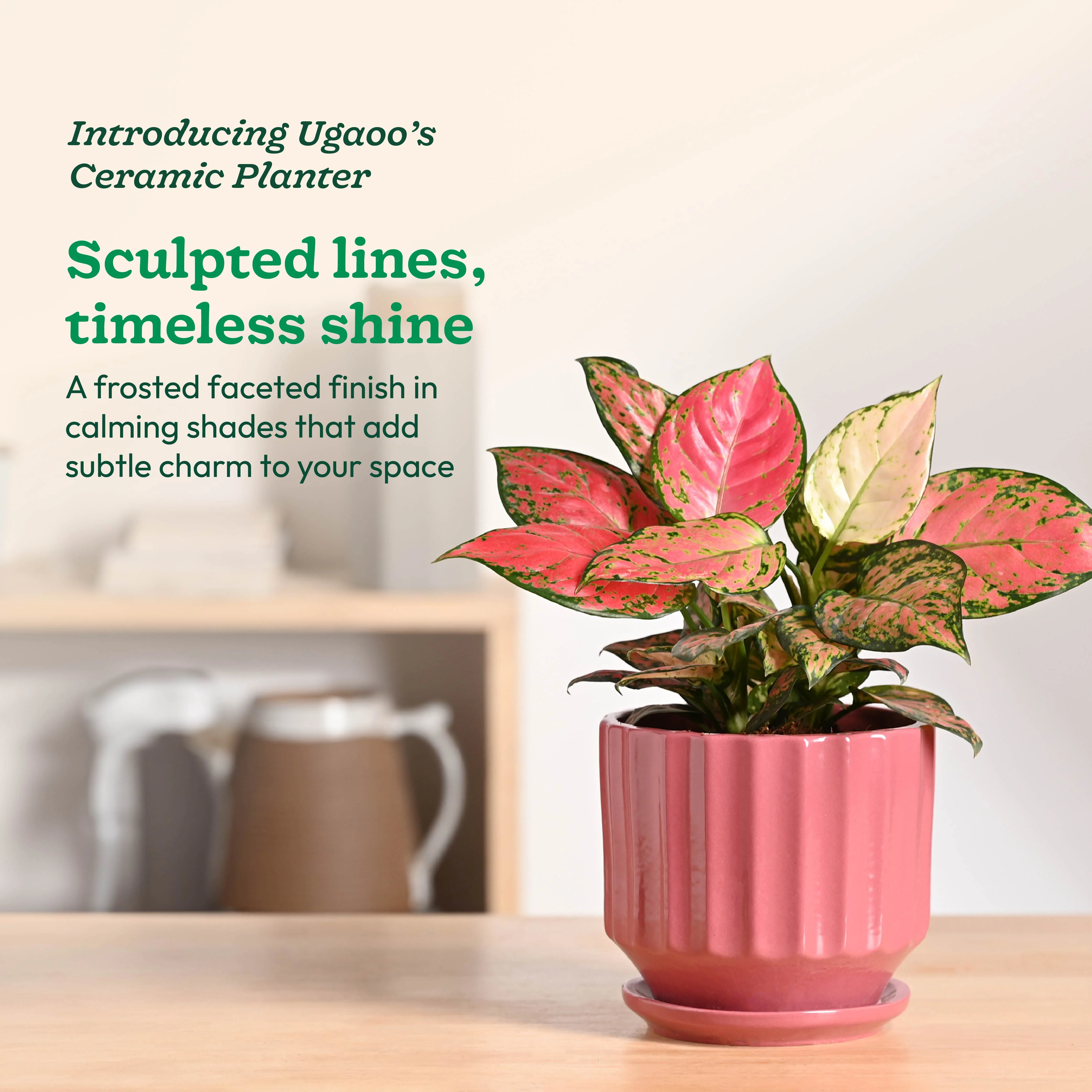 Frosted Ceramic Pot - Image 17