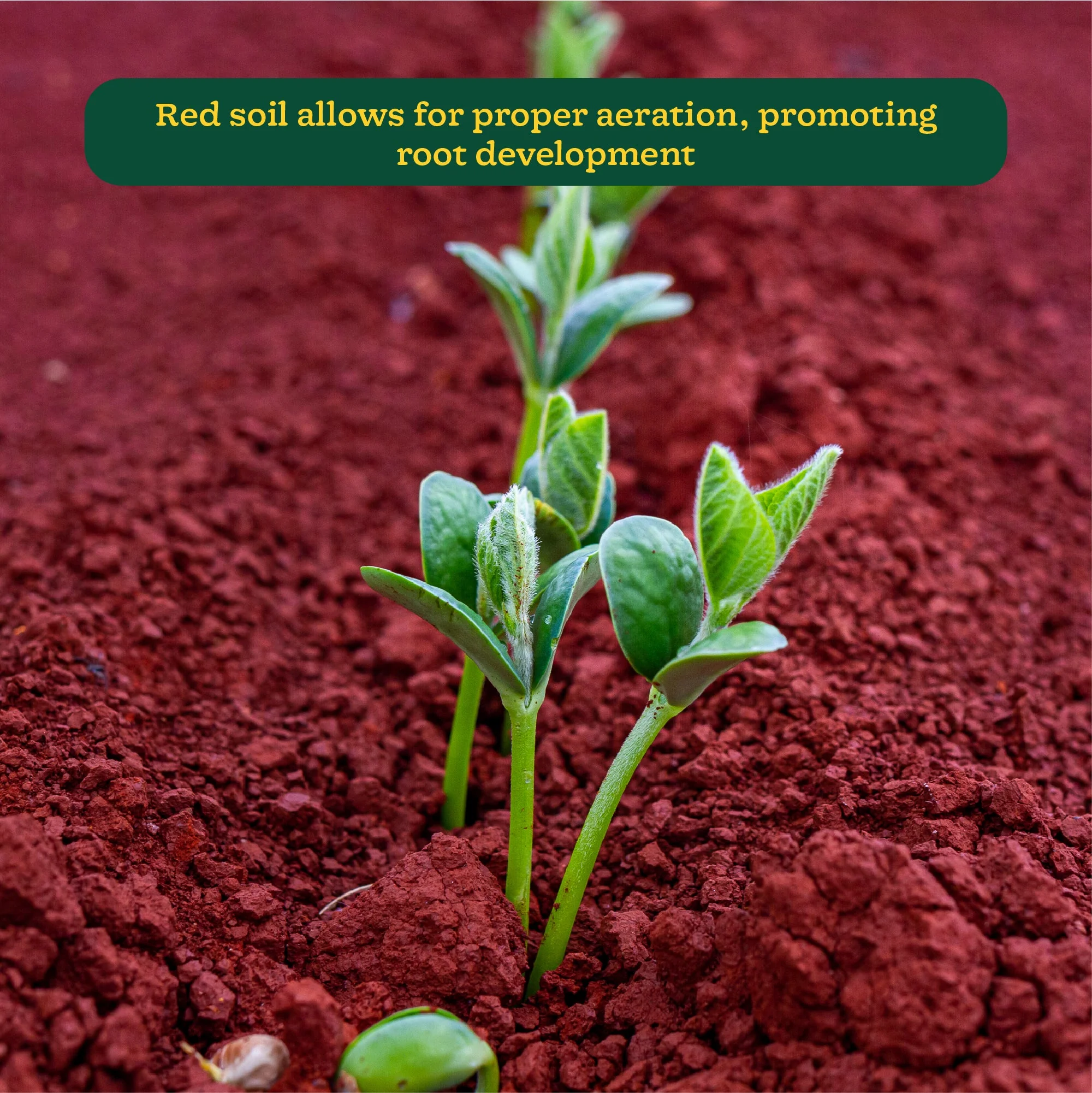Garden Red Soil - Image 11