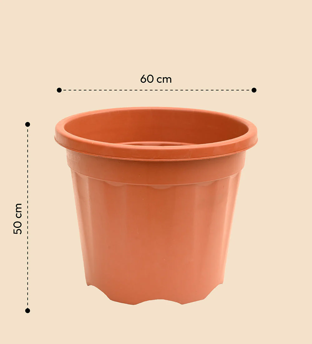 Gardening Pots - Terracotta Color - Image 36