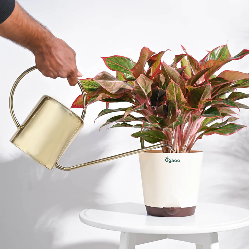 Gilt Watering Can- Gold - Image 4