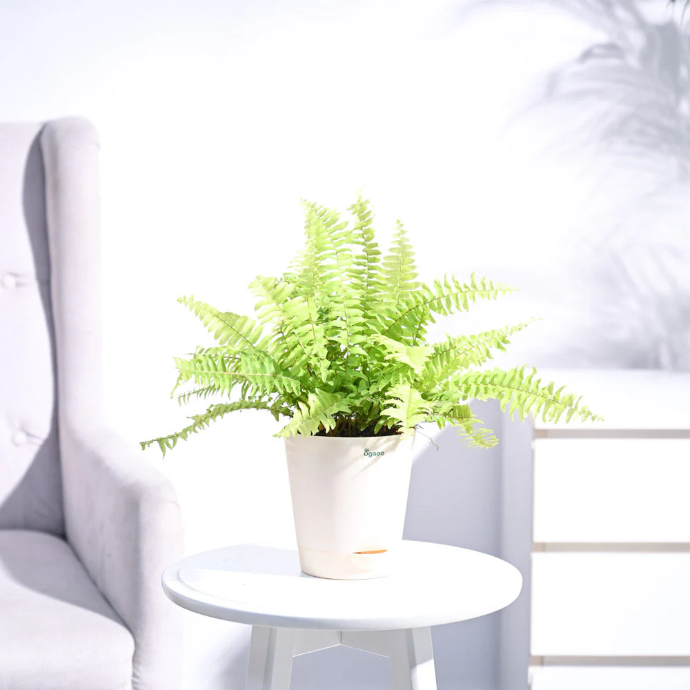 Golden Fern Plant - Image 11