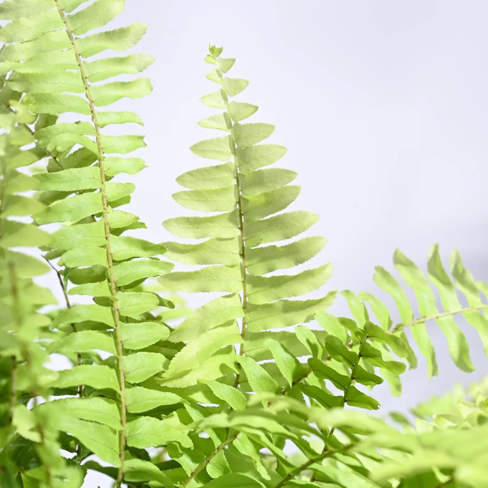 Golden Fern Plant - Image 12