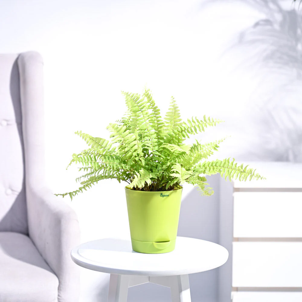 Golden Fern Plant - Image 18