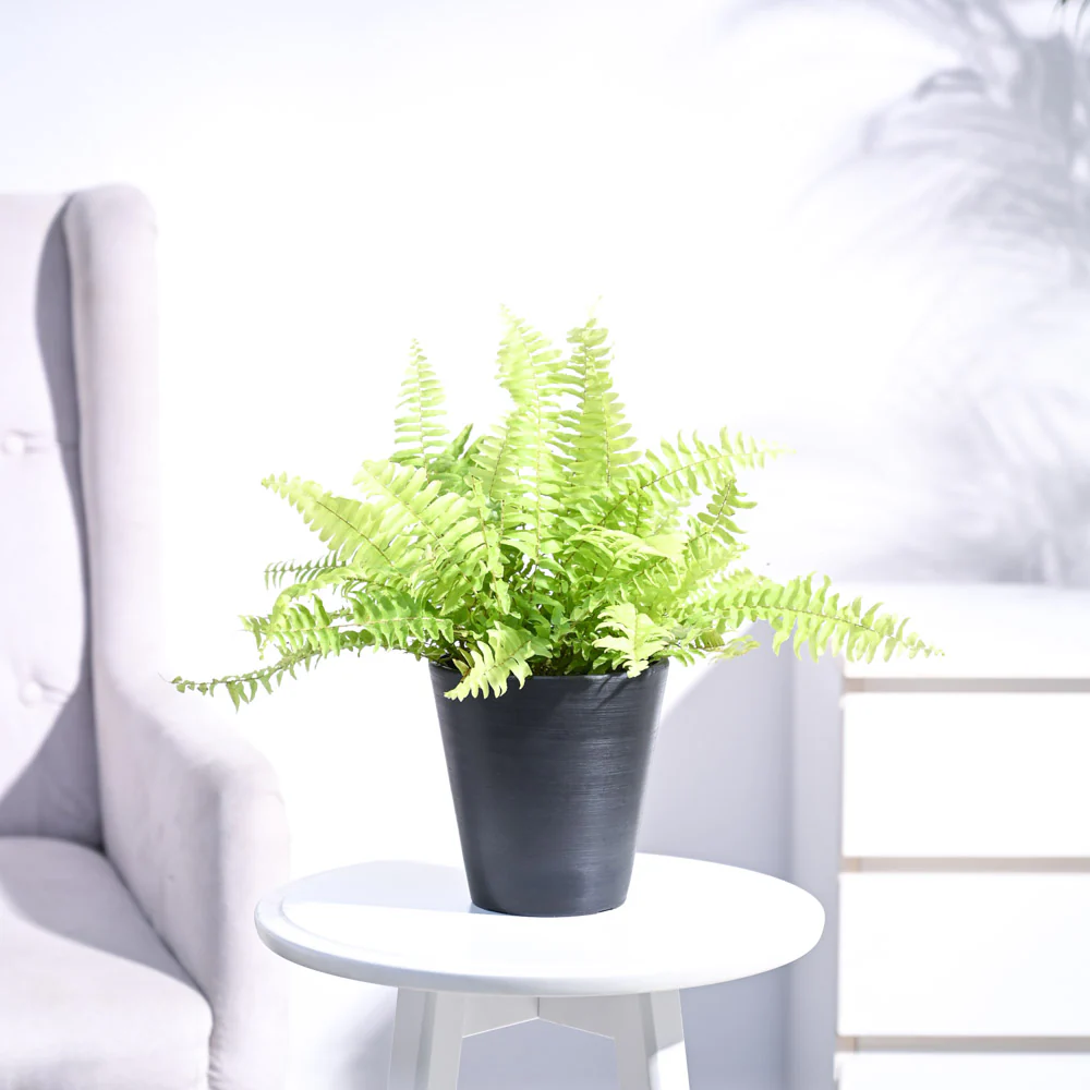 Golden Fern Plant - Image 34