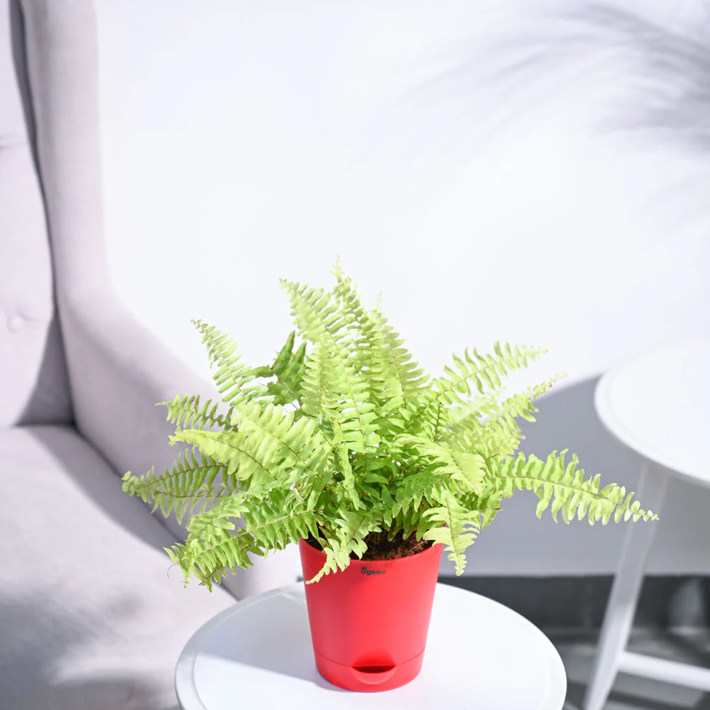 Golden Fern Plant - Image 49