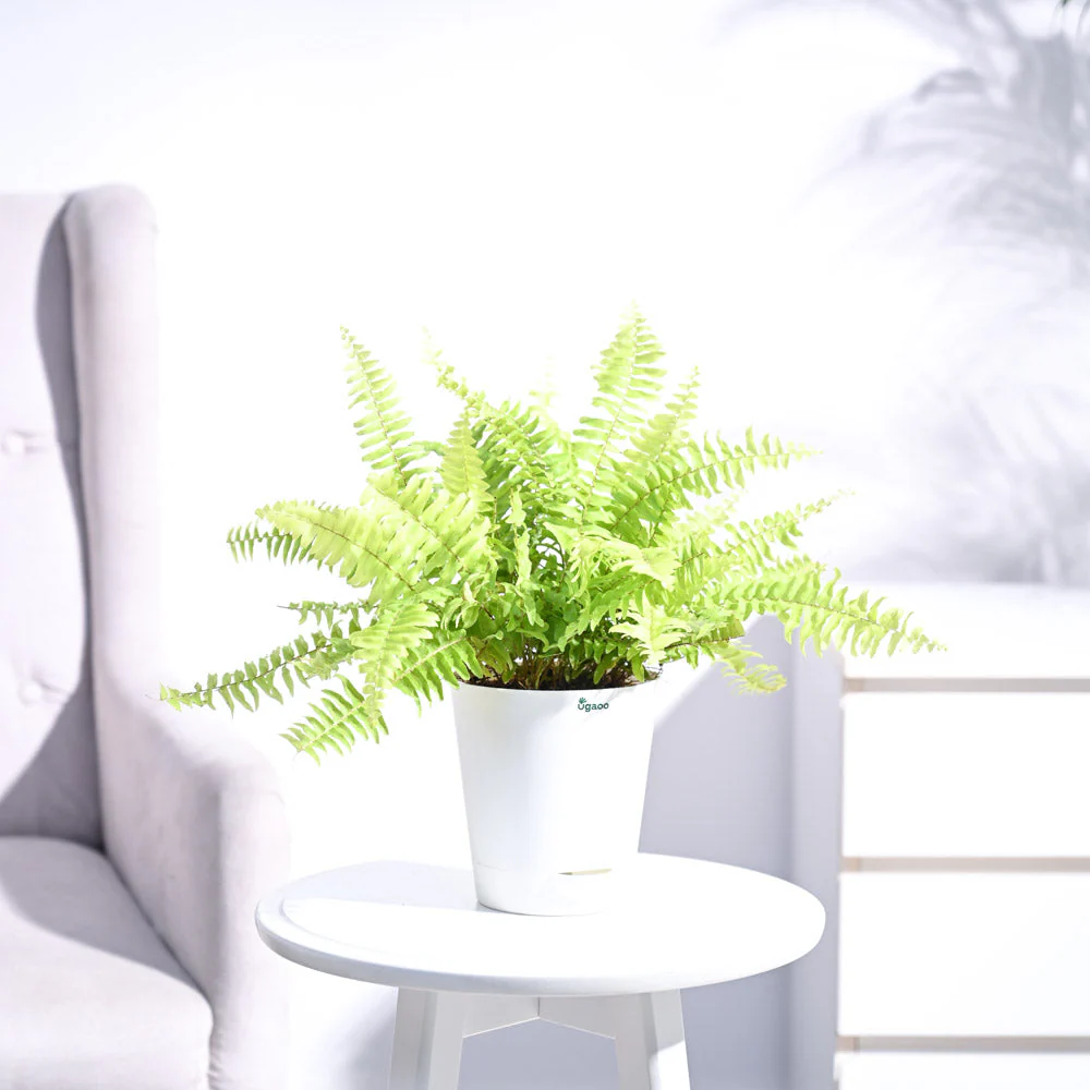 Golden Fern Plant - Image 7