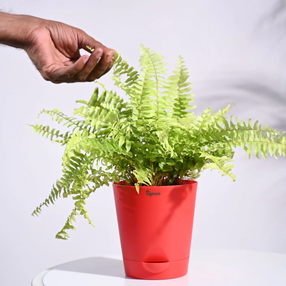 Golden Fern Plant - Image 9